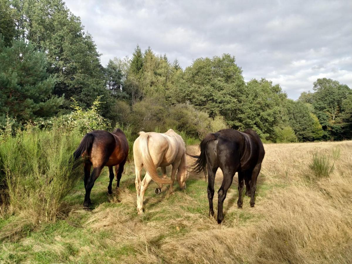 L'Echappee Verte - Gite Equestre 5 Pers Soucht 외부 사진