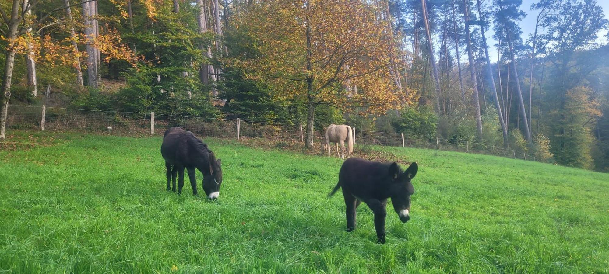 L'Echappee Verte - Gite Equestre 5 Pers Soucht 외부 사진