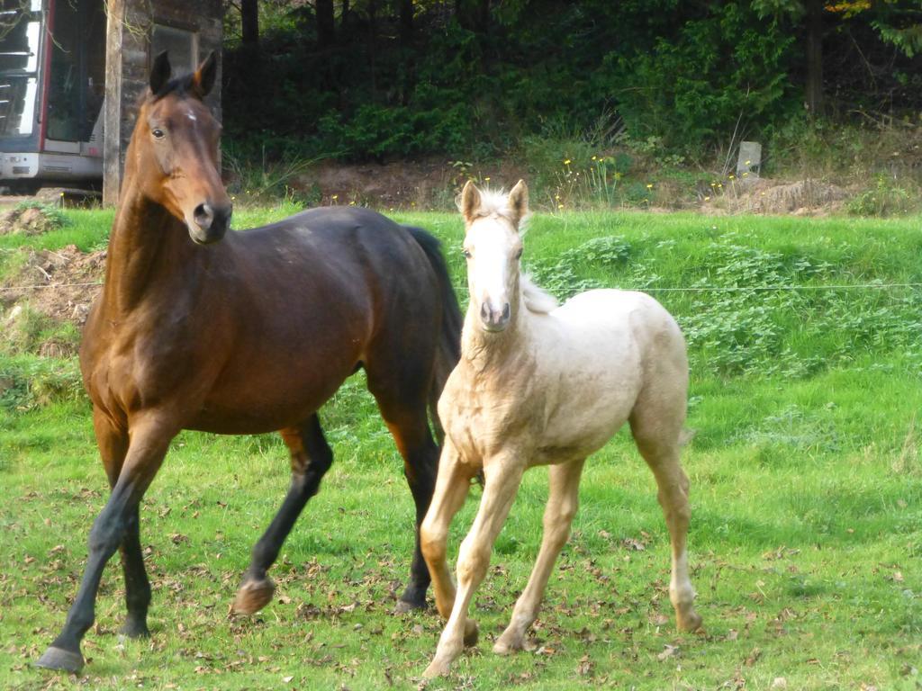 L'Echappee Verte - Gite Equestre 5 Pers Soucht 외부 사진