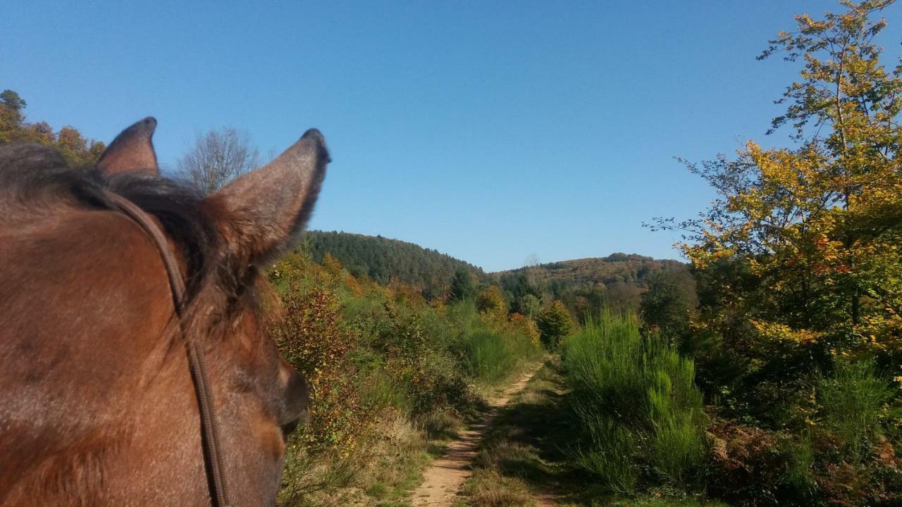 L'Echappee Verte - Gite Equestre 5 Pers Soucht 외부 사진